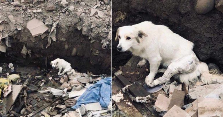 Mereka Meninggalkan Anjingnya yang Sakit dengan Kakinya yang Patah di Tumpukan Sampah