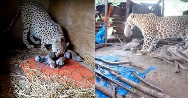 Mereka Merekam Induk Macan Tutul yang Membawa Anaknya ke Hutan Setelah Melahirkan di Pondok Kosong
