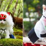 Penggemar-Cosplay-Ubah-Kucing-Menjadi-Karakter-Anime