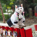 Penggemar Cosplay Ubah Kucing Menjadi Karakter Anime 4