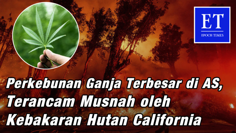 Perkebunan Ganja Terbesar di AS, Terancam Musnah oleh Kebakaran Hutan California