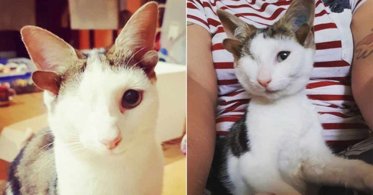 Temui Frankenkitten, Kucing yang Diselamatkan dengan Satu Mata dan Empat Telinga