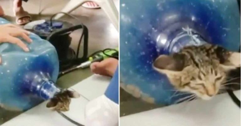 Petugas Pemadam Kebakaran Jakarta Barat Menyelamatkan Anak Kucing yang Terjebak dalam Galon
