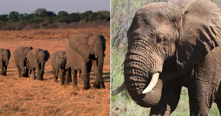 Pihak Berwenang Zimbabwe Menyelidiki Kematian Misterius 11 Gajah