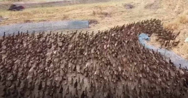 Puluhan Ribu Bebek di Lepaskan di Persawahan untuk Membersihkan Sawah dari Hama dan Sisa-sisa Tunggul