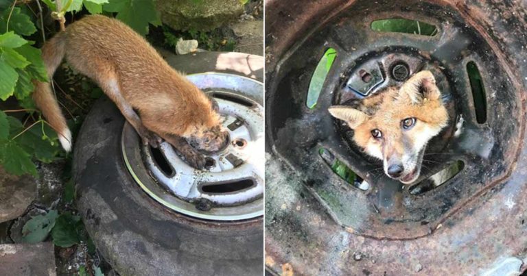 Rubah yang Malang Diselamatkan, Setelah Kepalanya Terjebak di Pelek Mobil