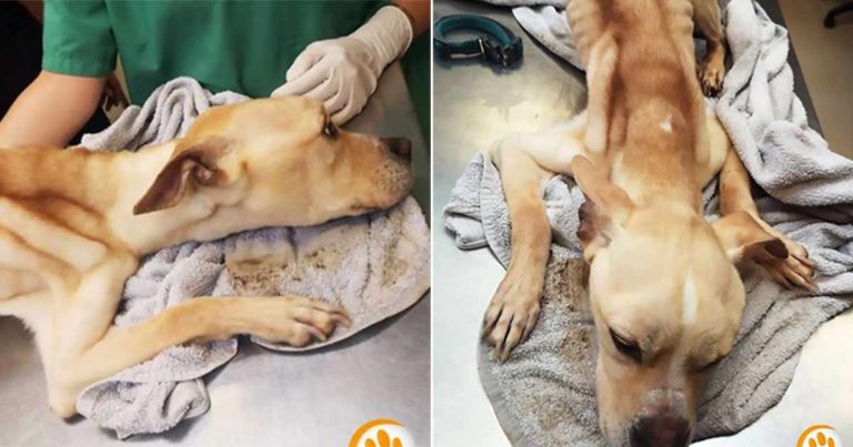 Seekor Anjing Tinggal Tulang Ditemukan Terikat dan Dibiarkan Kelaparan di Flat Kosong