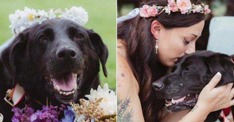 Seekor Anjing Tua Berusaha Keras Menemani Pemiliknya ke Altar di Hari-hari Terakhir Hidupnya