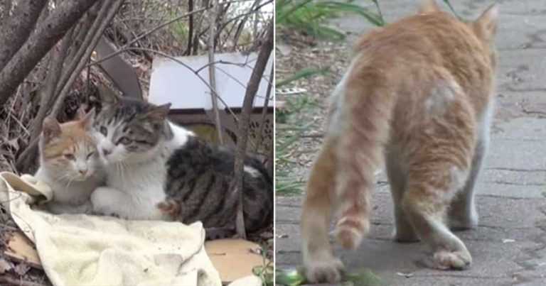 Seekor Kucing Liar Melindungi dan Merawat Temannya yang Cacat