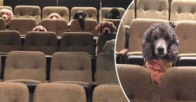 Sekelompok Anjing Pemandu Menghadiri Pertunjukan Musik Sebagai Bagian dari Pelatihannya, dan Fotonya Menjadi Viral