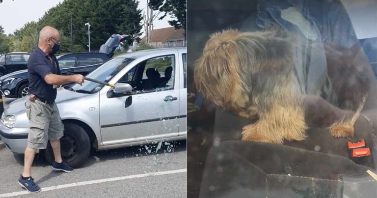 Seorang Pria Menghancurkan Kaca Mobil untuk Menyelamatkan Anjing yang Sekarat Karena Panas Terik