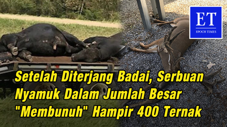 Setelah Diterjang Badai, Serbuan Nyamuk dalam jumlah besar “membunuh” hampir 400 Ternak