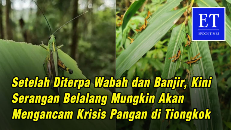 Setelah Wabah dan Banjir, Kini Serangan Belalang Mungkin Akan Mengancam Krisis Pangan di Tiongkok