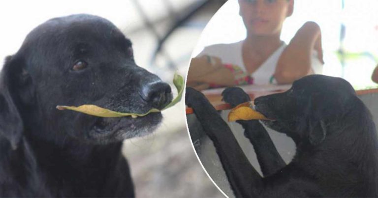 Setelah Mengamati Cara Siswa Membeli Makanan di Kantin, Anjing yang Cerdik Ini Menggunakan Daun untuk ‘Membeli’ Kue