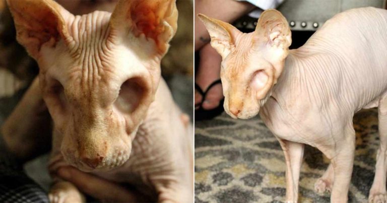 Temui Jazzypurrs! Kucing ‘Halloween’ Kehidupan Nyata Tanpa Bulu dan Tanpa Mata