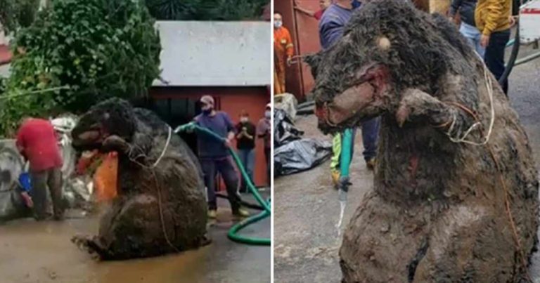 ‘Tikus Raksasa’ Diangkat Setelah Ditemukan Menjadi Penyebab Banjir