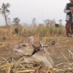 Tikus Raksasa Mendapat Penghargaan Sebagai Pahlawan 2