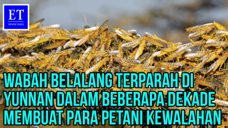 Wabah Belalang Terparah di Yunnan Dalam Beberapa Dekade Membuat para Petani Kewalahan dan………..