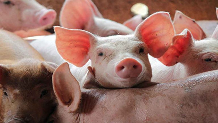 Sekitar 3.000 Orang Terinfeksi Brucellosis “dari Hewan ke Manusia” di Tiongkok, Waspada 3 Saluran Utama Penularan Brucellosis