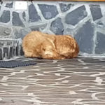 Anjing Berbaring dan Tidur Sendirian di Salju 2