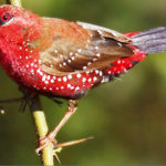 Burung Cantik Ini Menarik Pasangannya 4