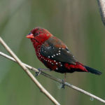 Burung Cantik Ini Menarik Pasangannya 5