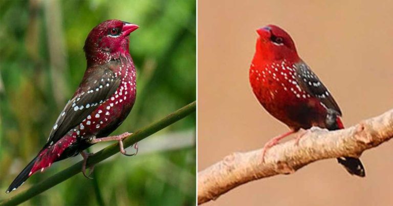 Burung Ini Menarik Pasangannya dengan Terlihat Seperti Stroberi Selama Musim Kawin
