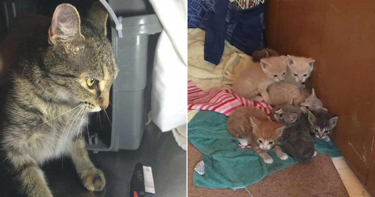  Ibu Kucing  Memohon pada Penyelamatnya untuk Membiarkannya 