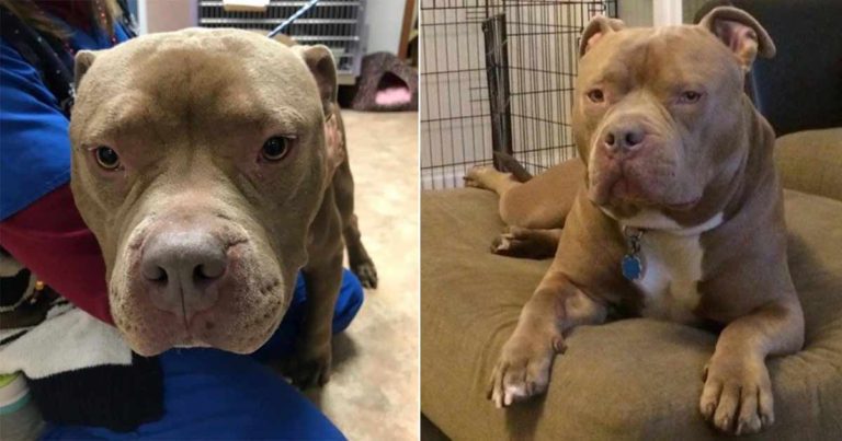 Mereka Menyelamatkan Anjing yang Tidak Diinginkan oleh Pemiliknya yang Akan Menidurkannya