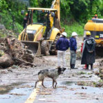 Penyelamat Melihat Anjing yang Putus Asa Mengendus Reruntuhan 3