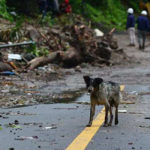 Penyelamat Melihat Anjing yang Putus Asa Mengendus Reruntuhan 4