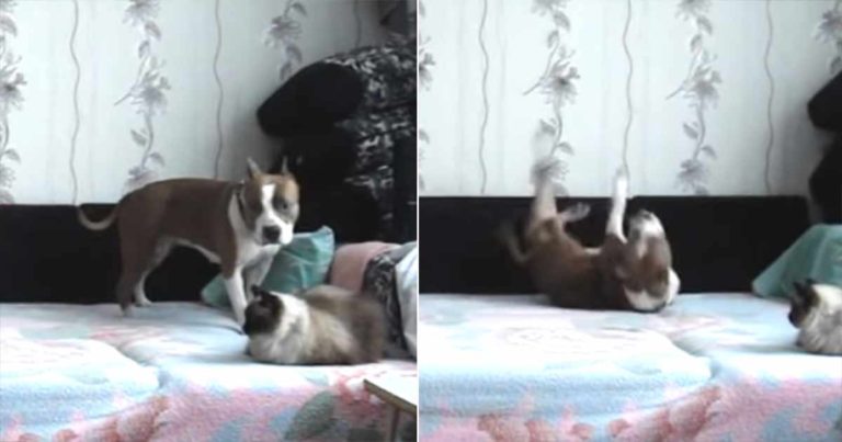 Anjing Diberitahu untuk Tidak Naik ke Tempat Tidur, Kamera Tersembunyi Menangkap Tarian Kemenangannya yang Lucu di Ranjang!