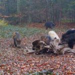 Babi Hutan Putih yang Sangat Langka Terlihat di Hutan di Rumania 1