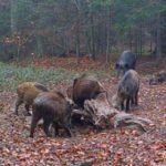 Babi Hutan Putih yang Sangat Langka Terlihat di Hutan di Rumania 3