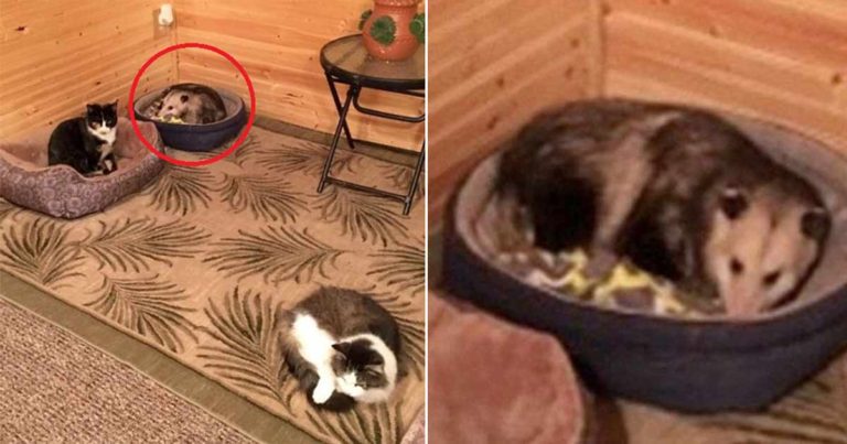 Dia Percaya Bahwa Telah Menyelamatkan “3 Kucing Imut”, Tetapi Cucunya Menyadari Kesalahannya