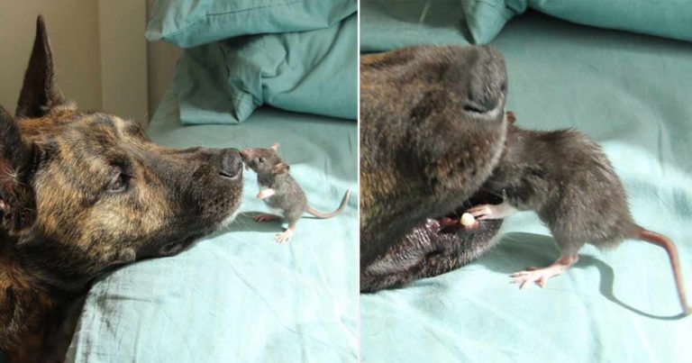 Dia Perlu Menjawab Kritikan Setelah Membiarkan Persahabatan yang Langka Antara Anjingnya dengan Tikus