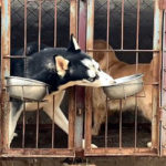 Husky yang Serakah Mengambil Makanan Milik Golden Retriever 1