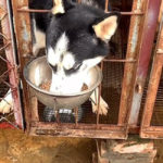 Husky yang Serakah Mengambil Makanan Milik Golden Retriever 2