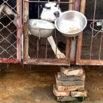 Husky yang Serakah Mengambil Makanan Milik Golden Retriever 3