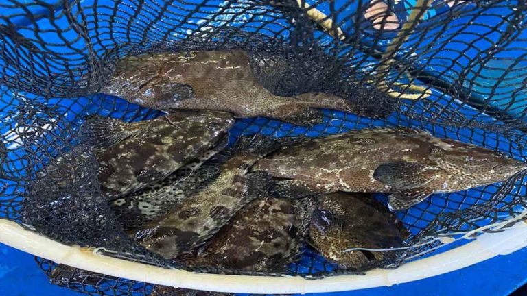 Bisnis dan Budidaya Kerapu di Masa Pandemi Didorong Pulih