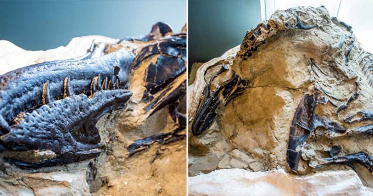Kerangka T-Rex Lengkap Pertama di Dunia Berusia 67 Juta Tahun Akan Dipamerkan untuk Publik