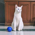 Kucing Mendapat Sajadah Sendiri 1