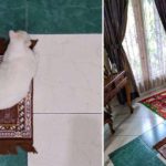 Kucing-Mendapat-Sajadah-Sendiri