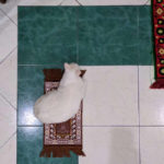 Kucing Mendapat Sajadah Sendiri 3