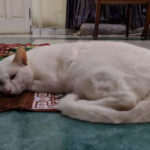 Kucing Mendapat Sajadah Sendiri 4