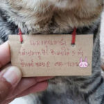 Kucing di Thailand Hilang Selama Tiga Hari, 3