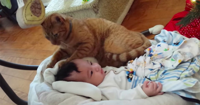 Mereka Merekam Kucingnya yang Terlalu Dekat dengan Wajah Bayinya dan Videonya Menjadi Viral