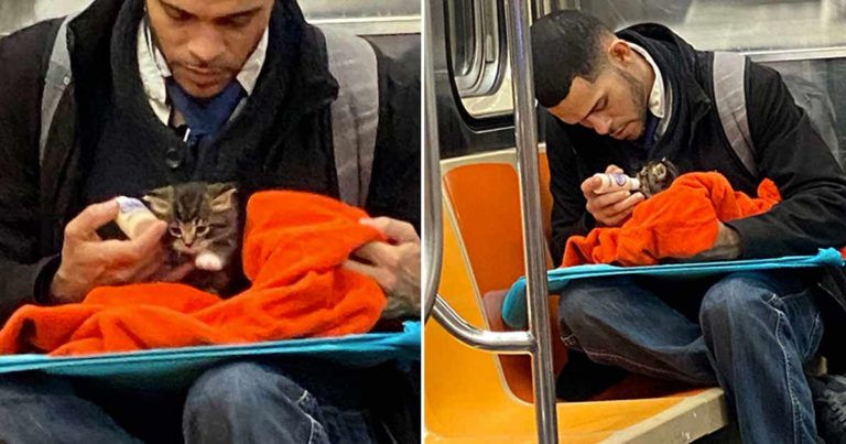 Seorang Pria Merawat Anak Kucing Kecil di Kereta Bawah Tanah Setelah Menyelamatkanya dari Jalanan yang Dingin