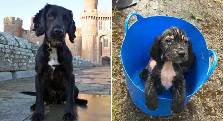 Anak Anjing yang Ditemukan Dibuang dalam Ember Kini Menjadi Anjing Pelacak Polisi
