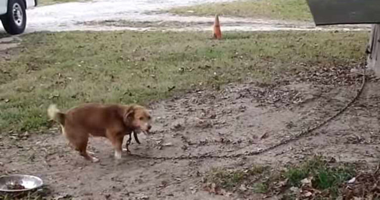 Anjing yang Sekarat Diikat dengan Rantai Besi Selama 12 tahun, 16 Hari Setelah Kebebasannya Anjing Itu Mati